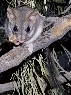 Red Tailed Phascogale in habitat