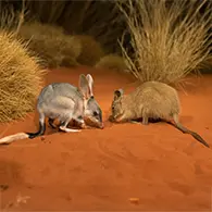 Two small marsupials on red desert sand, nose‑to‑nose, with dry grass bushes in the background.