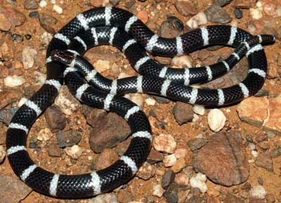 Banby-bandy snake, black with white stripes