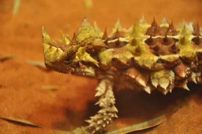 This Spike-Crested Lizard Drinks From Sand With Its Skin, Science