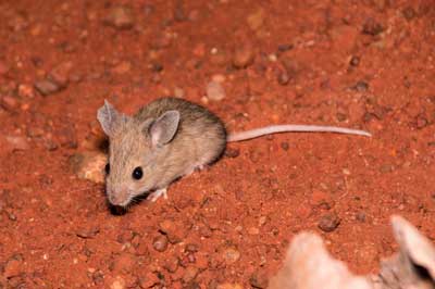 Plains rat