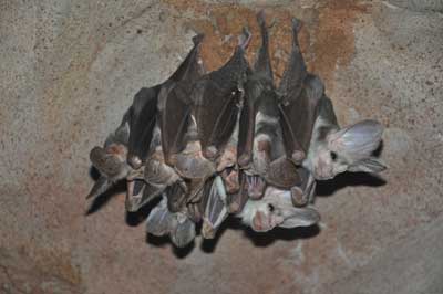 australian ghost bat