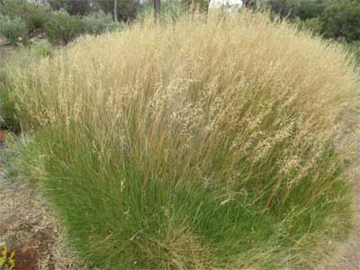 Weeping spinifex