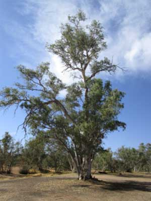 Eucalyptus Camaldulensis (Red Gum, River Red Gum)