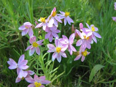 Pink everlastings