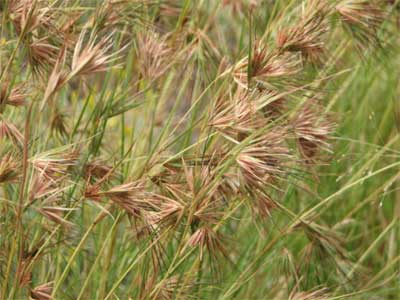 Kangaroo grass