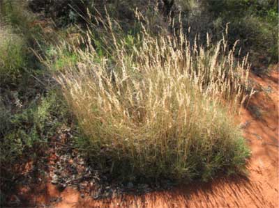Hard-lobed spinifex