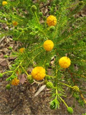 Curry wattle