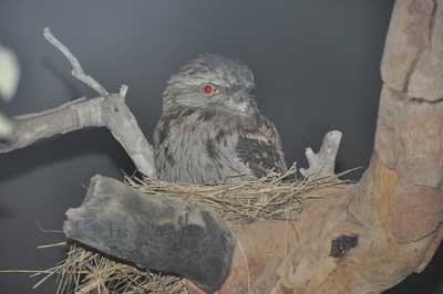 Tawny frogmouth