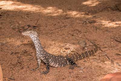 australian outback lizards