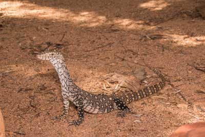 Perentie