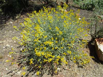 button like yellow wild flowers