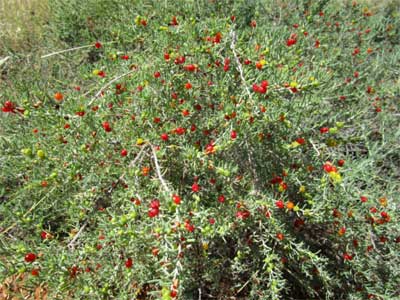 Ruby saltbush