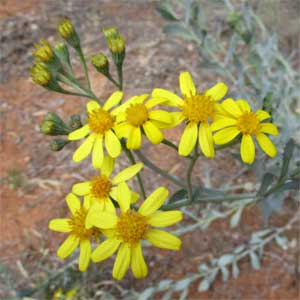 Perennial yellow top