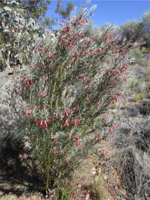 Native fuchsia