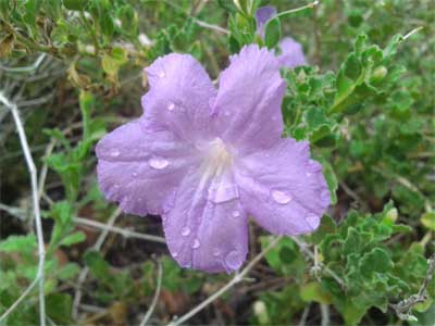 Desert petunia