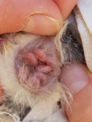 Young Red Tailed Phascogale in pouch