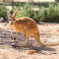 kangaroo