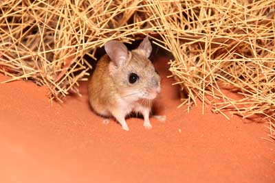 Spinifex hopping mouse