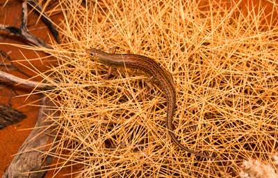 Panther skink