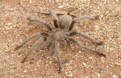 Barking spider - Alice Springs Desert Park