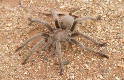 australian spiders eating birds