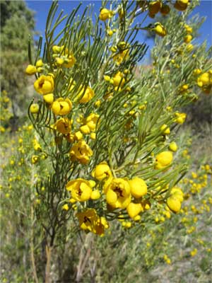 desert cassia shrub