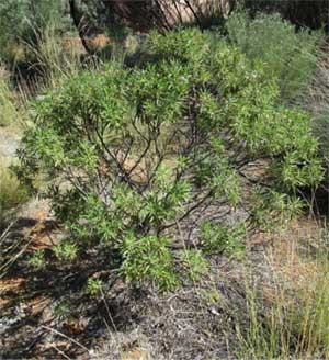 Rock fuchsia bush