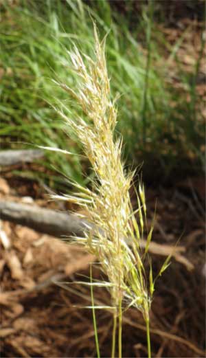 Golden beard grass