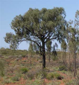 Desert oak