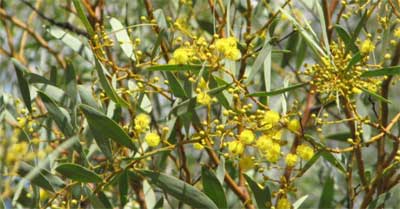 Coonavittra wattle