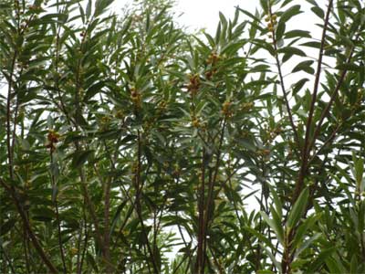 Rock native fig