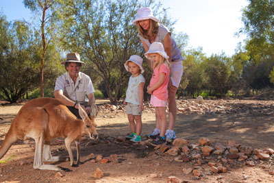 Kangaroo with family feeding