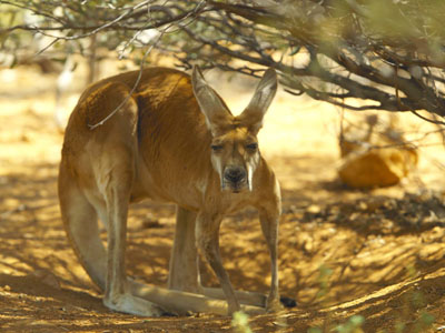 Kangaroo hiding under a tree