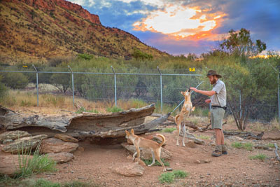 Dingoes with trainer