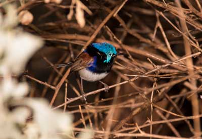 Variegated fairy wren