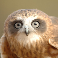 Bird looking at the camera
