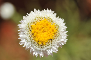 Poached Egg Daisy