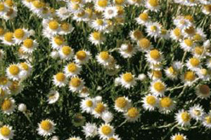 Rhodanthe