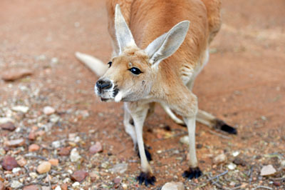 Curious kangeroo