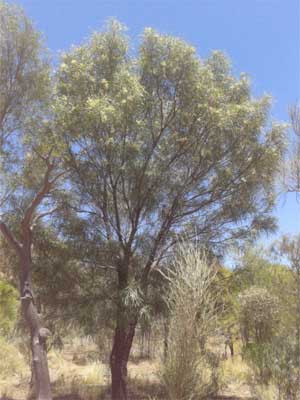 Beefwood