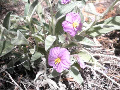 Native tomato or potato bush