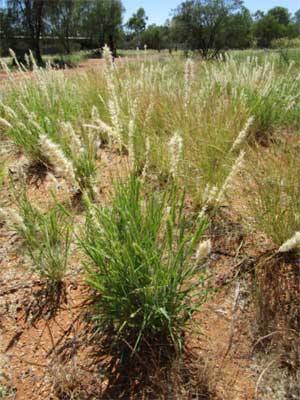 Woolly oat grass or leafy nine awn - Alice Springs Desert Park